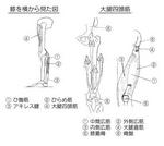 膝の図　大腿四頭筋.JPG