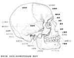 頭部　解剖図.JPG